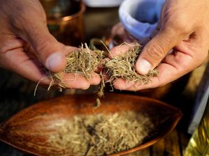 Kotoran Gajah Jadi Bahan Minuman, Berani Coba?