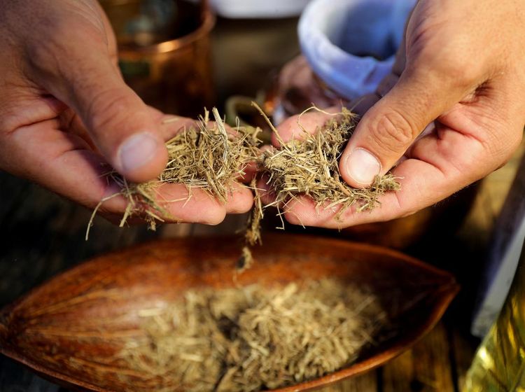 Kotoran Gajah Jadi Bahan Minuman, Berani Coba?