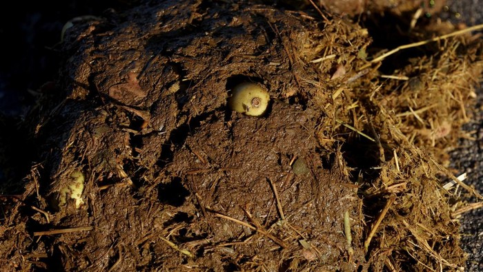 An undigested marula fruit is seen in elephant dung at the Kruger National Park, in Skukuza, Mpumalanga Province, South Africa, February 10, 2022. Picture taken February 10, 2022. REUTERS/Siphiwe Sibeko