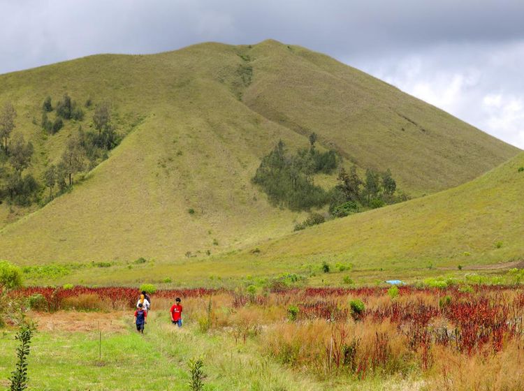 Kawah Wurung, Padang Rumput yang sedang Jadi Primadona di Bondowoso