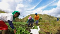 Kawah Wurung dalam bahasa Jawa memiliki arti kawah tidak jadi itu menjadi salah satu destinasi wisata alam unggulan di Kabupaten Bondowoso. (Budi Candra Setya/Antara)