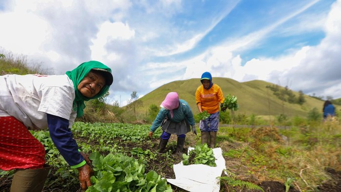 PADANG SAVANA KAWAH WURUNG Wisatawan menikmati suasana padang savana perbukitan Kawah Wurung di Jampit, Ijen, Bondowoso, Jawa Timur, Minggu (20/2/2022). Kawah Wurung yang dalam bahasa Jawa memiliki arti kawah tidak jadi itu menjadi salah satu destinasi wisata alam unggulan di Kabupaten Bondowoso. ANTARA FOTO/Budi Candra Setya/hp.