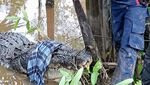 Penampakan Buaya 5 Meter yang Terkam Warga di Riau