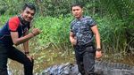 Penampakan Buaya 5 Meter yang Terkam Warga di Riau