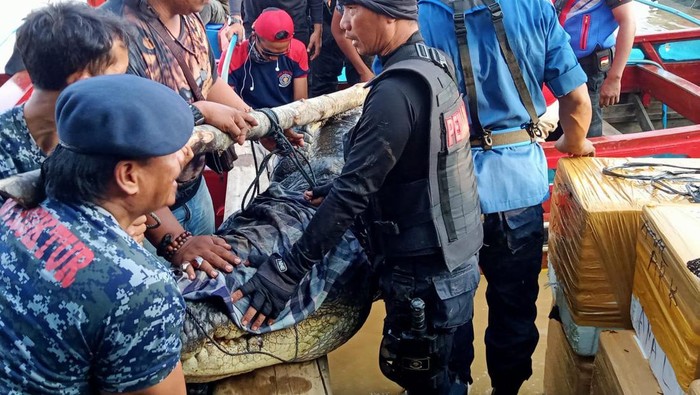 Penampakan Buaya 5 Meter yang Terkam Warga di Riau Seekor buaya panjang 5 meter di Indragiri Hilir, Riau ditangkap. Buaya itu ditangkap usai menerkam warga di sekitar alisan sungai.