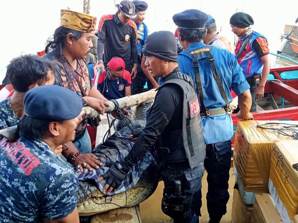 Penampakan Buaya 5 Meter yang Terkam Warga di Riau