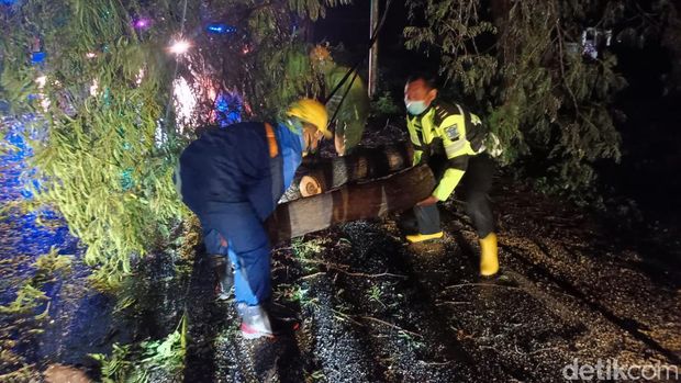 pohon doyong bikin kemacetan panjang di probolinggo