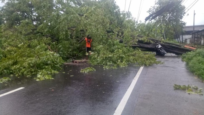 pohon tumbang di Pasuruan