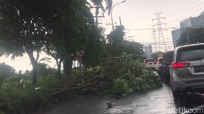 Seorang pengendara, Odi Cornelia, melaporkan banyaknya pohon tumbang di Jalan Panjang Jiwo. Banyaknya pohon tumbang menyebabkan kemacetan.