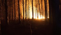 Dilaporkan sekitar 800 ribu hektare lahan hangus dilalap si jago merah saat kebakaran hutan melanda sejumlah area di Provinsi Corrientes, Argentina beberapa waktu terakhir.