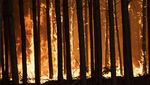 Potret Dahsyatnya Kebakaran Hutan yang Melanda Argentina