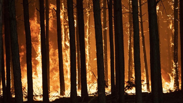 Potret Dahsyatnya Kebakaran Hutan yang Melanda Argentina Sekitar 800 ribu hektare lahan hangus dilalap si jago merah di kawasan Corrientes, Argentina. Sejumlah hewan pun dilaporkan mati akibat kebakaran hutan tersebut