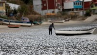 Belum diketahui penyebab kematian ribuan ikan ini.