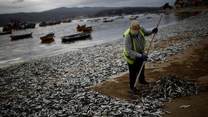 Potret Ribuan Ikan Sarden Mati di Chili