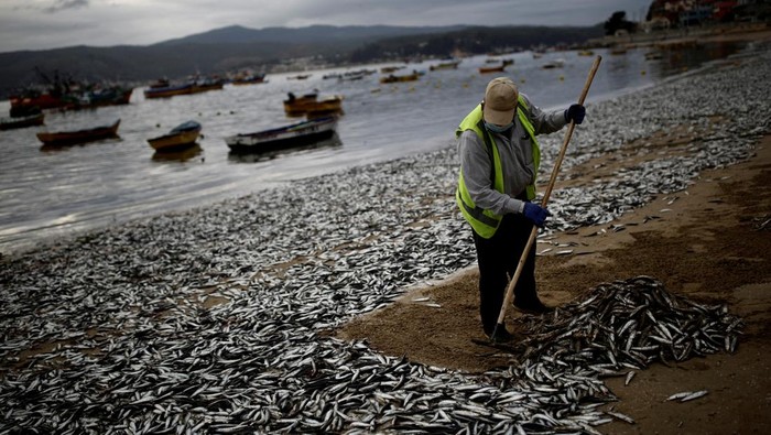 A view of dead anchovies washed up on the shores of the Coliumo beach near Concepcion, Chile February 20, 2022. REUTERS/Juan Gonzalez