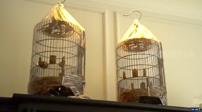Pak Rudy, suami Ibu Rudy, ternyata hobi mengoleksi burung. Saking sayangnya dengan koleksi burungnya, ia menggunakan sangkar yang harganya mencapai puluhan juta rupiah. (Foto: YouTube/Trans7 Official)