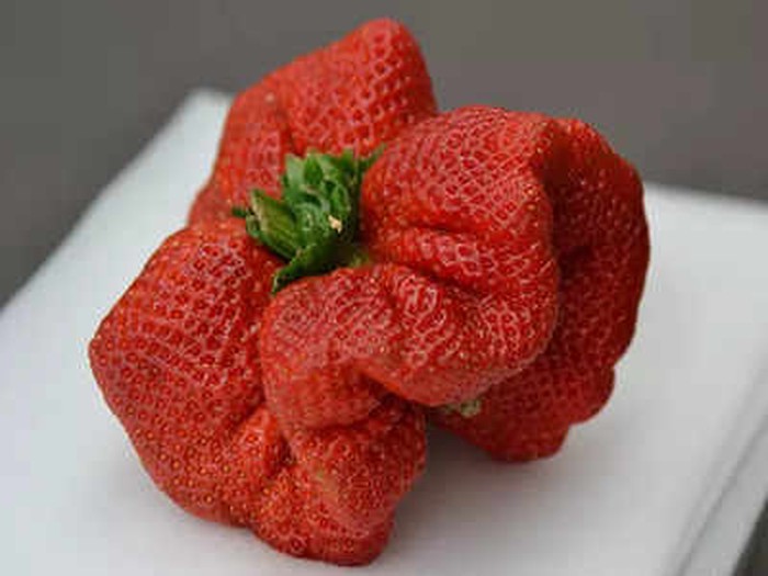 Strawberry Terbesar di Dunia