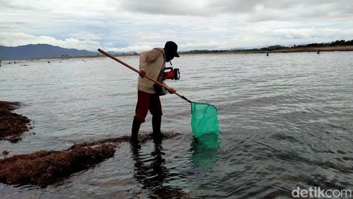 Tradisi berburu cacing Nyale di Dompu, Sumbawa
