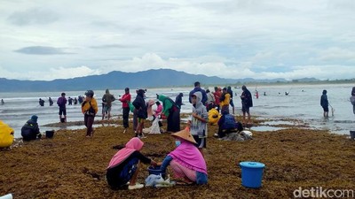 Foto: Weha Mbenggo, Tradisi Berburu Cacing Nyale ala Sumbawa