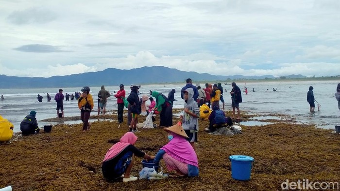 Tradisi berburu cacing Nyale di Dompu, Sumbawa