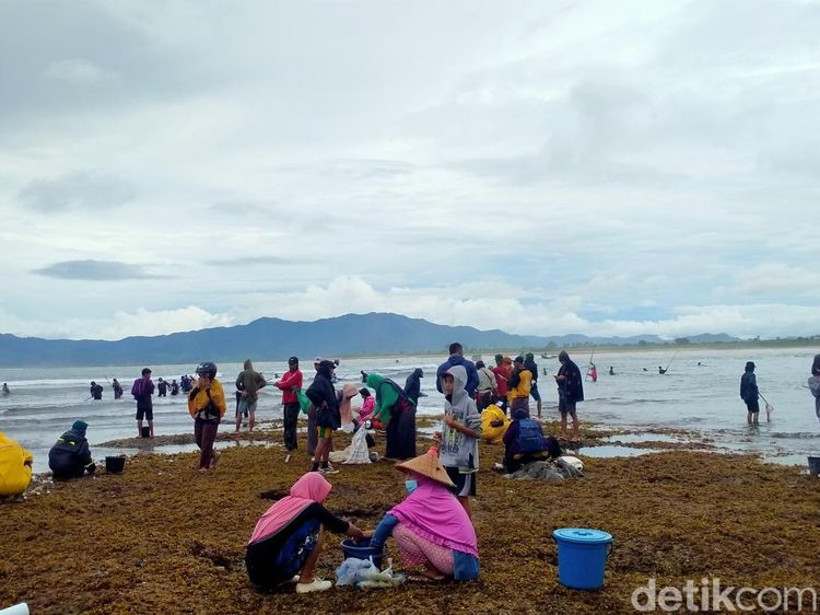 Foto: Weha Mbenggo, Tradisi Berburu Cacing Nyale ala Sumbawa