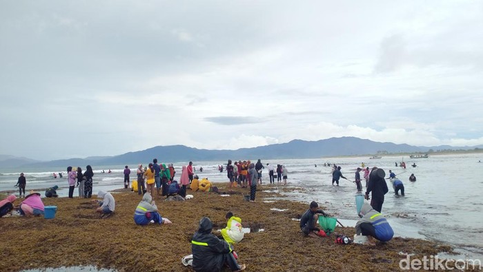 Tradisi berburu cacing Nyale di Dompu, Sumbawa
