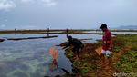 Foto: Weha Mbenggo, Tradisi Berburu Cacing Nyale ala Sumbawa