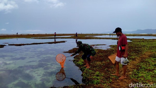 Berbeda dengan di Lombok yang titiknya hampir menyeluruh di pantai Lombok Tengah, di Kabupaten Dompu hanya terdapat satu titik munculnya cacing laut yaitu di Pantai Lakey, Kecamatan Huu. (Faruk Nickyrawi/detikTravel) Berbeda dengan di Lombok yang titiknya hampir menyeluruh di pantai Lombok Tengah, di Kabupaten Dompu hanya terdapat satu titik munculnya cacing laut yaitu di Pantai Lakey, Kecamatan Huu. (Faruk Nickyrawi/detikTravel)