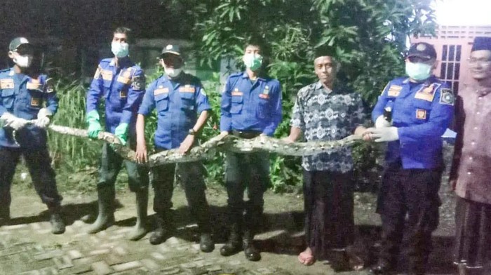 Ular sanca meneror warga Desa Rancangkencono, Kecamatan/Kabupaten Lamongan. Ular tersebut ditangkap Damkar saat memasuki pekarangan rumah warga.