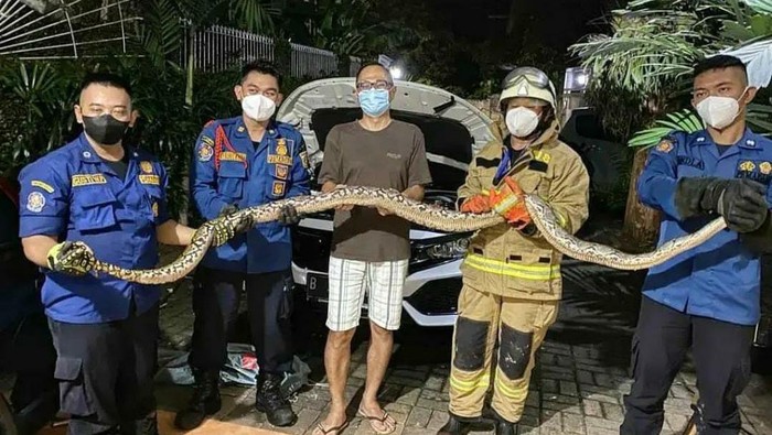Ular sanca panjang ditemukan di Jagakarsa, Jaksel (Dok. Intagram @humasjakfire)