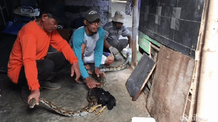 Ular yang mangsa ternak warga ditangkap.