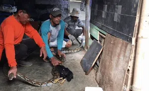 Ternak Kerap Hilang Dikira Ulah Maling, Ternyata Ular Ini Pelakunya