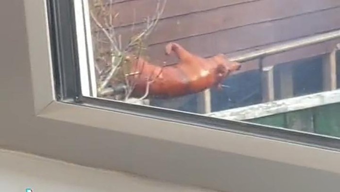Bule Ini Kaget Lihat Tetangganya Masak Babi Guling di Halaman Rumah