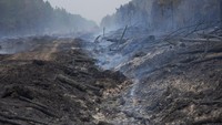 Melansir AP, kebakaran hutan yang melanda kawasan Corrientes, Argentina, telah menghanguskan lebih dari setengah juta hektar.