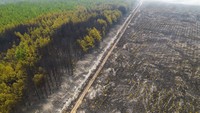 Penampakan hutan yang telah habis terbakar di Santa Tecla, provinsi Corrientes, Argentina, Minggu (20/2/2022) waktu setempat.