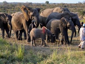 Terlihat Mirip, Ternyata Ini Perbedaan Gajah Afrika dan Asia