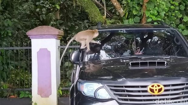 Monyet di Situs Astana Gede Kawali.