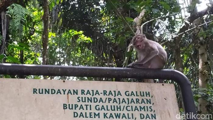Monyet di Situs Astana Gede Kawali.