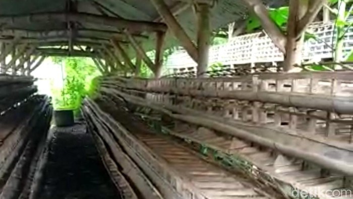 Yang kaya makin kaya, pepatah ini mengungkapkan kondisi para peternak rakyat di Kabupaten Blitar. Satu per satu bisnis yang mereka bangun harus tumbang karena kebijakan yang tidak berpihak pada pelaku UMKM ini.