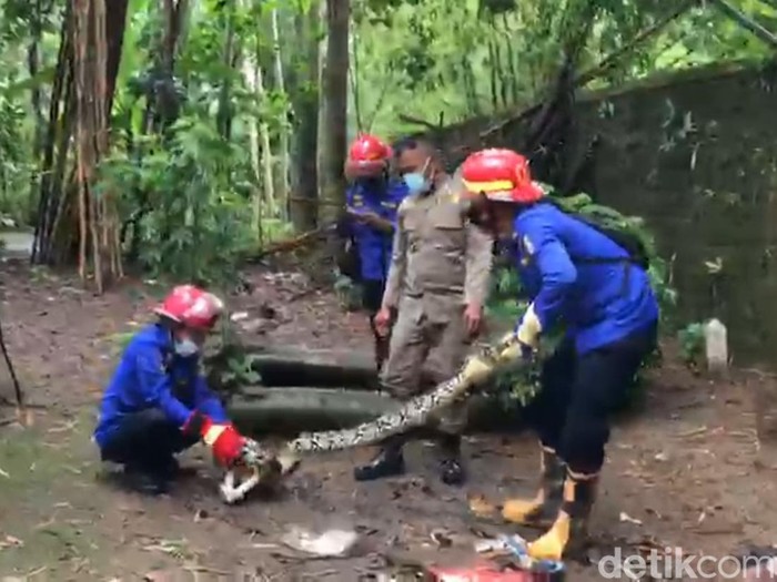 Petugas evakuasi ular di Trenggalek