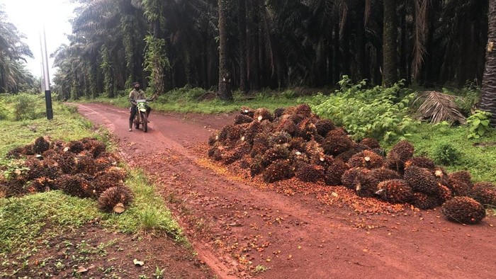 Polisi mengejar pelaku pencurian sawit di Kalsel