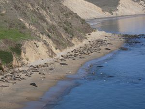 Banyak Gajah Laut Mantai di California, Pengunjung Jangan Dekat-dekat
