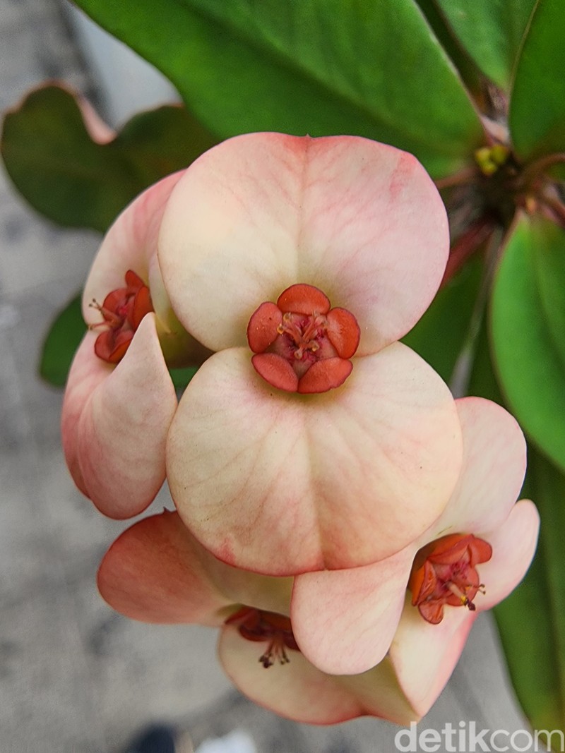 Uji kamera Galaxy S22 Ultra Vs Huawei P50 Pro