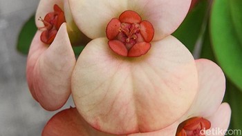 Foto Kanan. Foto: Adi Fida Rahman/detikINET