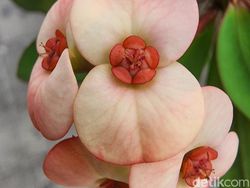 Blind Test Kamera Samsung Galaxy S22 Ultra Vs Huawei P50 Pro, Suka Mana?