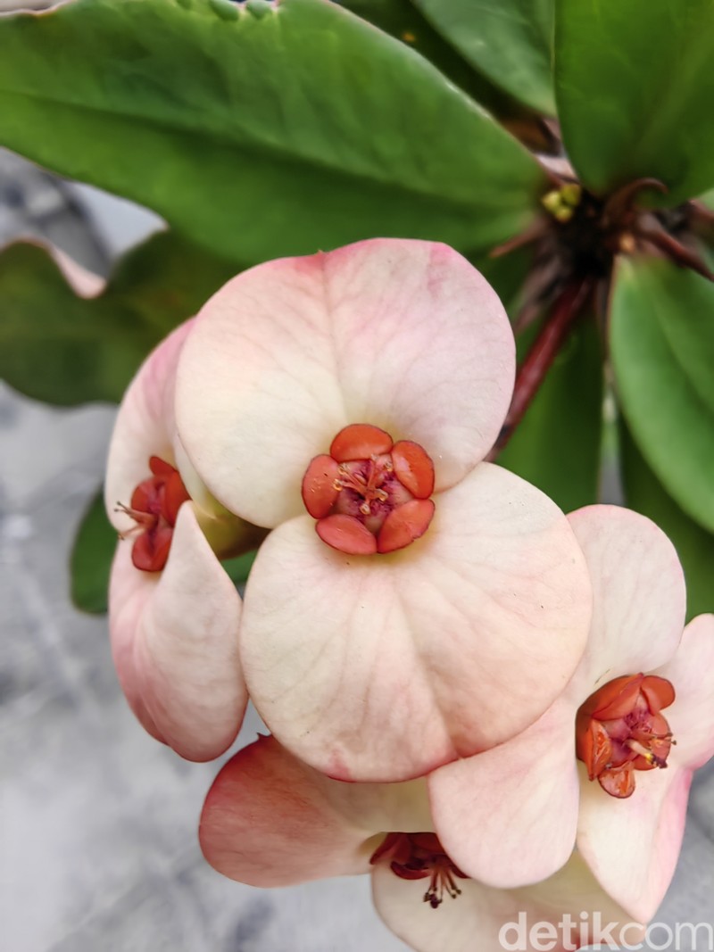 Uji kamera huawei p50 pro vs Galaxy S22 Ultra