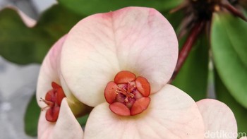 Foto Kiri.  Foto: Adi Fida Rahman/detikINET