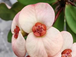 Blind Test Kamera Samsung Galaxy S22 Ultra Vs Huawei P50 Pro, Suka Mana?