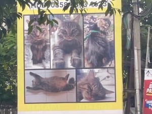Viral Baliho Anak Hilang di Yogyakarta Tapi Gambarnya Kucing