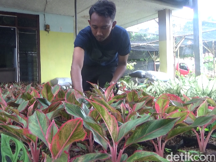 Budidaya Aglonema